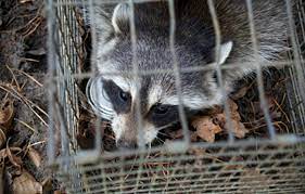 Succulent pest control of tiny mealybugs, aphids, and scale insect pest hiding under leaves and in plant joints causing damage you do not see can succulent pest control catches many by surprise. Cottom S Wildlife Removal Environmental Services