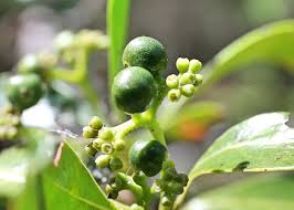 Image result for Psydrax fragrantissima