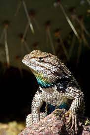 Young Naturalist David Desert Animals Desert Lizards Lizard