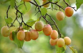 Fruit trees and shrubs can live for many years if they receive proper sunlight, soil, and air circulation. Wallpaper Leaves Tree Branch Fruit Leaves Tree Fruits Branch Images For Desktop Section Priroda Download