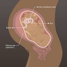 Baby In The Womb Te Whanau Tamariki Pregnancy And Birth Te Ara Encyclopedia Of New Zealand