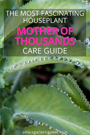 How To Care For Mother Of Thousands Smart Garden Guide In 2020 Smart Garden Garden Guide Mother Of Thousands Plant