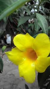 Jenis bunga anggrek larat hainusantara.com. Alamanda Wikipedia Bahasa Indonesia Ensiklopedia Bebas