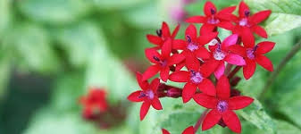 Image result for Pentas