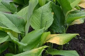 ウコン 鬱金 ウコン 郁金 うこん Curcuma Longa L ショウガ科ウコン属 苗