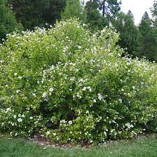 Rose of sharon ( hibiscus syriacus ) is a flowering shrub that grows in urban gardens. Rose Of Sharon Tree On The Tree Guide At Arborday Org