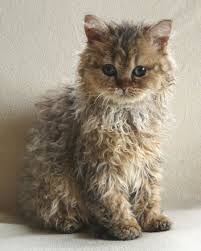 Aw Geeeeez That S Cute Kittens Cutest Cute Animals Super Cute Kittens