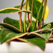 Image result for Carvalhoa macrophylla