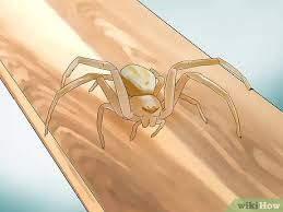 You wouldn't want to get bitten by poisonous spiders. How To Identify The Most Common North American Spider Species
