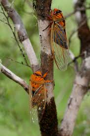 Orange Cicadas Mid Nsw Aust By Marg Mcculloch Cicada Bugs And Insects Insect Collection