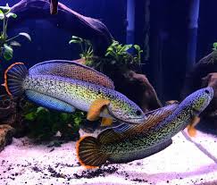 Let's watch and enjoy flowerhorn fish channel. Pair Of Channa Barca Ikan Akuarium Ikan Tropis Ikan Eksotis