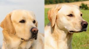 More images for lab puppies for sale in va beach » English Labrador Vs American Labrador What S The Difference