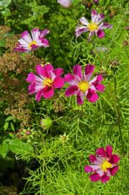 Image result for Cosmos bipinnatus