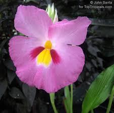 Image result for Siphonochilus