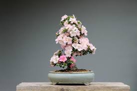 Doing so, assures top to bottom watering and lets the pot and soil soak up their maximum holding capacity. Growing Bonsai Bonsai Tree Care For Beginners The Old Farmer S Almanac