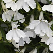 Image result for Lobelia thermalis