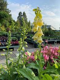 Check spelling or type a new query. Foxgloves Das Journal
