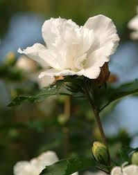 Image result for Hibiscus syriacus Violet Clair Double