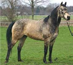 Rainhill welsh cobs | horses. Dapple Buckskin Quarter Horse Horses Beautiful Horses