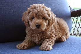Goldendoodles Teacup Goldendoodle Puppies Precious Doodle Dogs Goldendoodle Puppy Really Cute Puppies Teacup Goldendoodle