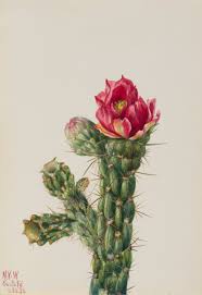 Image result for Opuntia imbricata