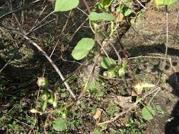 Image result for Ipomoea parasitica