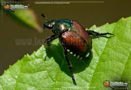 North American Beetles