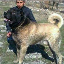 image may contain 1 person outdoor and nature kangal dog leonberger dog giant dogs
