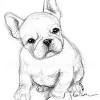 Adorable frenchie … a little hopeful, maybe a little worried, but awfully cute. 1