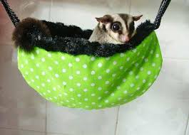 Kandang Dan Aksesoris Sugar Glider Binatang Peliharaan