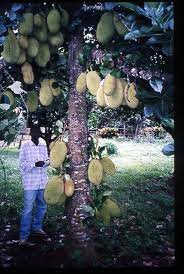 Jackfruit Artocarpus Heterophyllus The World S Largest Fruit Echocommunity Org