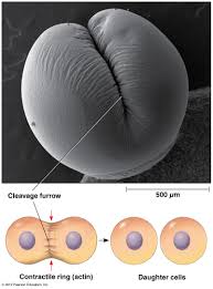 We did not find results for: Biol2060 Cell Cycle A