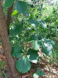 Image result for Dioscorea dumetorum
