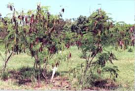 Image result for Leucas fulvipila