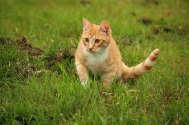 Imagen gratis: hierba, Linda, naturaleza, animal, gato, felino ...