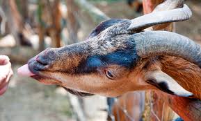 1.a pentru a gestiona corect o gradina zoologica, este nevoie de a avea n vedere o mulime de factori, informaii. GrÄƒdina ZoologicÄƒ Din OraÈ™ul TimiÈ™oara JudeÈ›ul TimiÈ™ Locuridinromania Ro