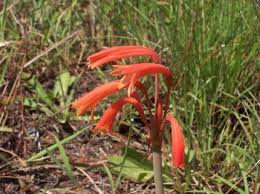 Image result for Cyrtanthus rhodesianus