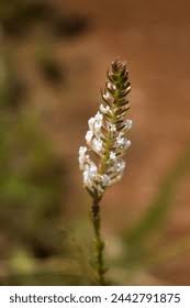 Image result for Hebenstretia dentata