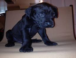 Nulo's mission is to inspire people to live active, healthy lifestyles with their pets. Akc Great Dane Puppies For Sale In Anthony Pennsylvania Classified Hoodbiz Org