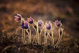 تنزيل افضل خلفيات كمبيوتر 2020 بجودة خرافية full hd flower photos anemone flowers
