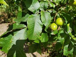 نتیجه جستجوی لغت [hickory] در گوگل