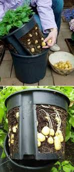 20 Fresh Garden Design Ideas In 2019 Gardenideas Gardendesign Gardendesignideas Newport International Group Co Homegrown Fruits Planting Vegetables Plants