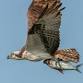 Guided Bird Walk event in Virginia Beach, VA