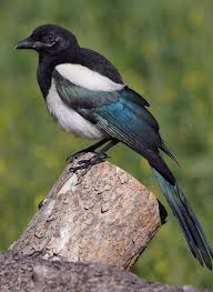 Http 2 Bp Blogspot Com Zgatsusgeuo Tnwo8 Vnyci Aaaaaaaaahk 6j Uzd3o8qu S1600 Magpie 16 710272 Jpg Colorful Birds Pet Birds Magpie Art