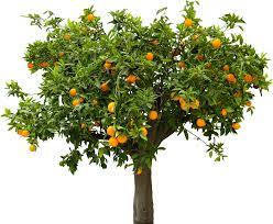 Orange Tree Bonsai Orange Tree Life Cycles Tree