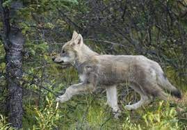 A Wolf Pup Runs Through The Woods Wolf Pup Wolf Puppy Dog Anatomy