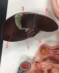 Diseases of the large intestine, labeled diagram. Liver Unlabeled Liver Anatomy Anatomy Physio