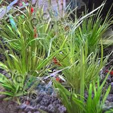 Image result for Rotala filiformis