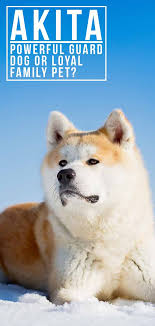 Pure breed beautiful akita puppies! Akita Dog Breed Information Center A Complete Guide To The Akita