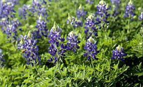 I can think of three causes. Texas Bluebonnets Texas Pride Archives Aggie Horticulture